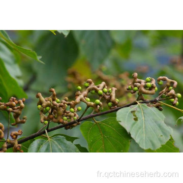 Fructus Noveniae aux herbes chinoises